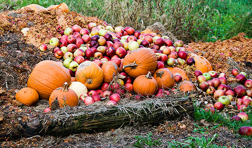 YUMMY FALL RECIPES YOU CAN FEEL GOOD ABOUT